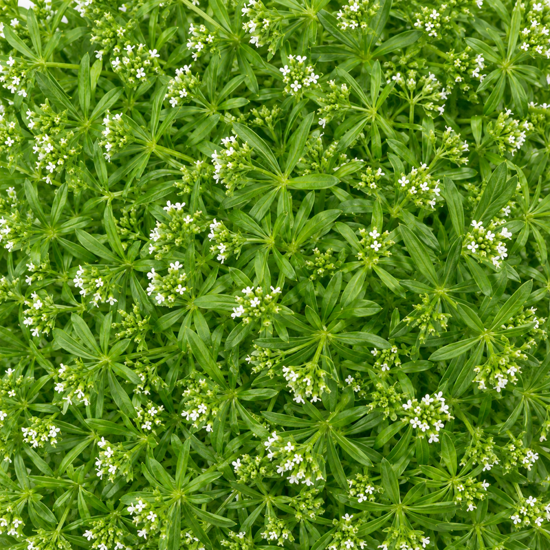 Cleavers Aerial Parts