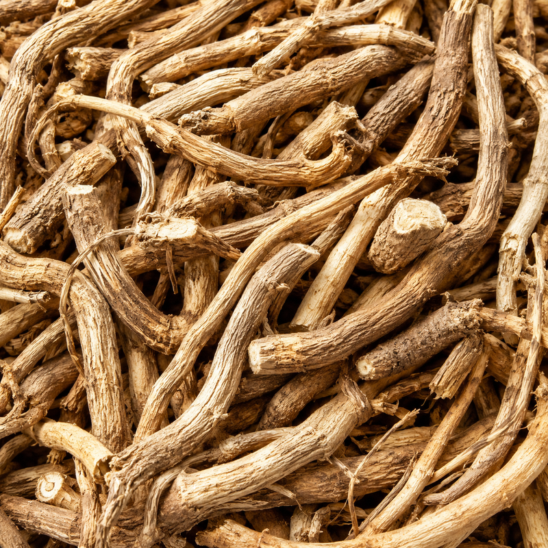 Stillingia Root